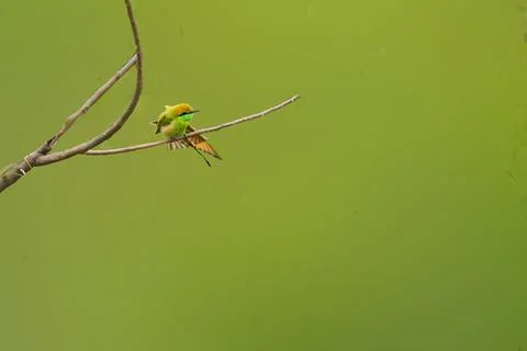 Green Bee Eater in Take off mode Stock Photos