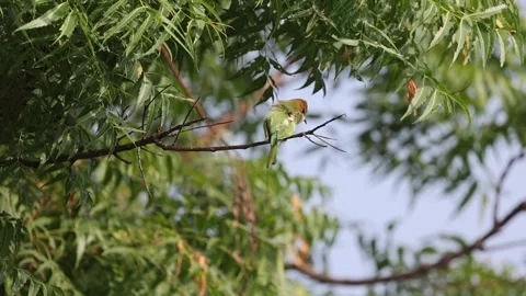 Green bee eater on a tree cleaning itself shot in slow-motion, Stock Footage 288298206