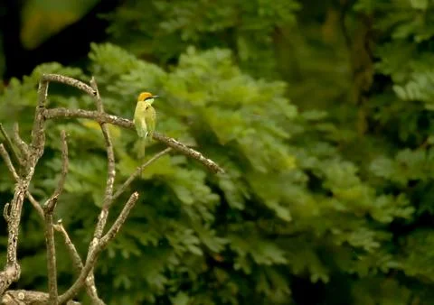 Green Bee Eater on the tree Foto stock