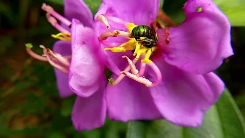 A green Bee Stock Footage 304561285