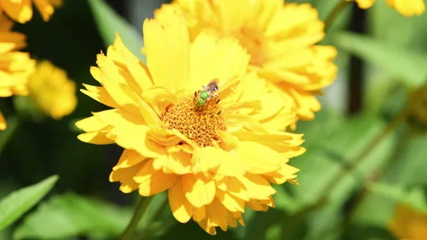 Green bee on Heliopsis flower Stock Footage 158585698