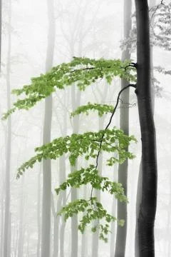 Green Beech Branch in Misty Forest Stock Photos