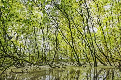 Green beech branches in a forest swamp Stock Photos