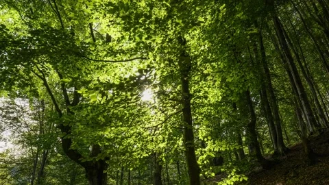 Green beech forest in the middle of summer, the sun breaks through the leaves of Stock Footage 145313910