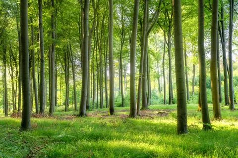 Green beech forest Foto stock