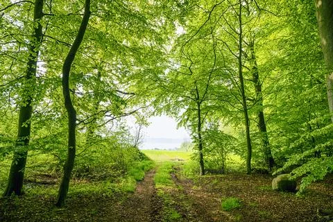 Green beech forest in the spring with a nature trail Stock Photos
