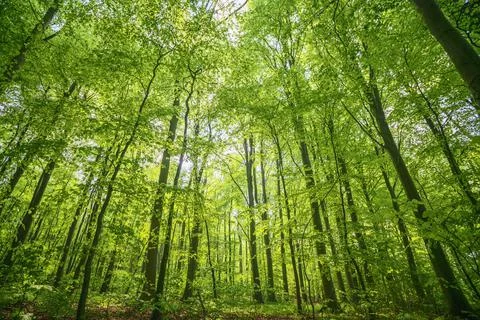Green beech forest in the spring in vibrant colors Stock Photos