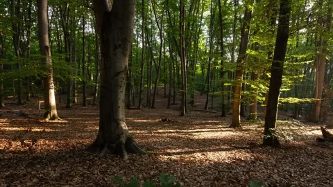 Green beech forest on a summer sunny day, timelapse Stock Footage 249670337