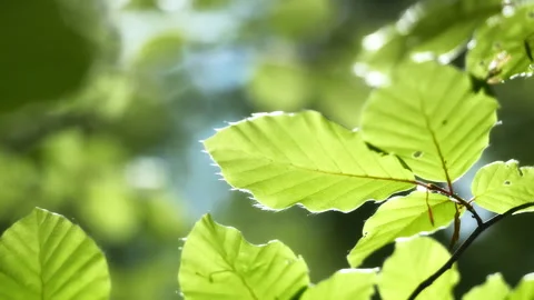 Green beech leaf on a branch, closeup footage Stock Footage 333768281