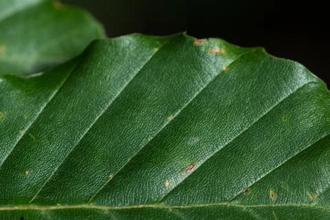 Green beech leaf in forest Stock Photos