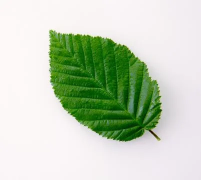 Green beech leaf isolated on white background. Stock Photos