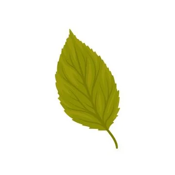 Green beech leaf vector Illustration on a white background Stock Illustration