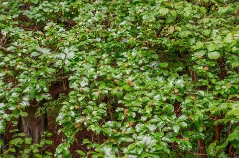 Green beech leaves and developing beech nuts covered with rain droplets Stockfoto's