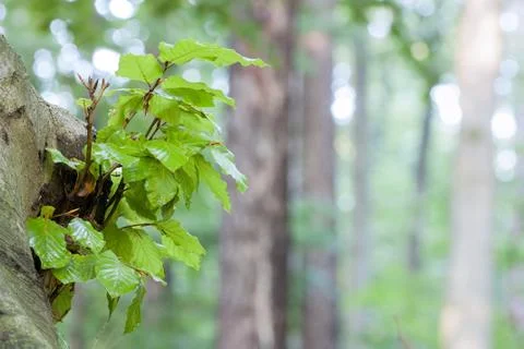 Green beech leaves Stock Photos