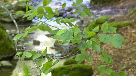 Green beech leaves with river in background Stock Footage 56140907