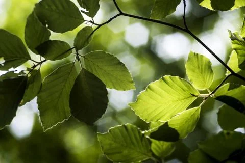 Green beech leaves in spring Stock Photos