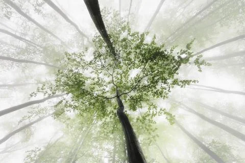 Green Beech Tree Canopy in Soft Fog Stock Photos