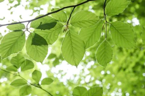 Green beech tree foliage in springtime Stock Photos