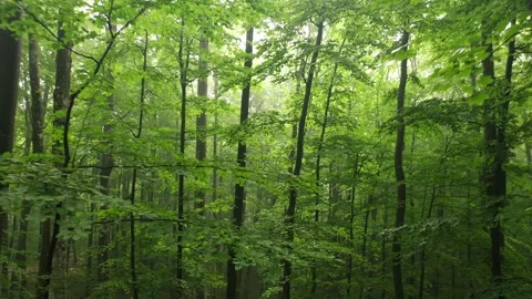 Green beech tree forest flying backwards Stock Footage 340589821