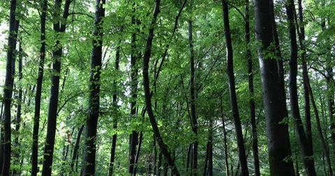 Green beech tree forest tilt down 動画素材 231909184