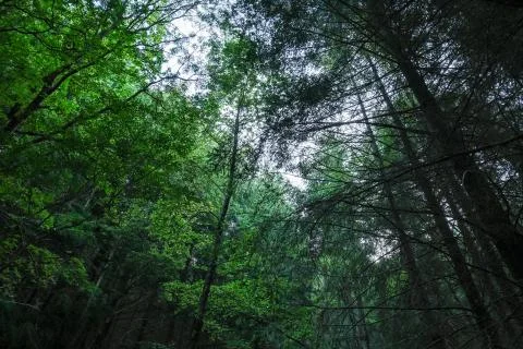 Green beech tree sleaves mountain forest background,pattern texture Stock Photos