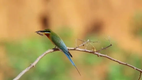 Green beeeater bird perched on a dry branch in a natural habitat Видео 336033344