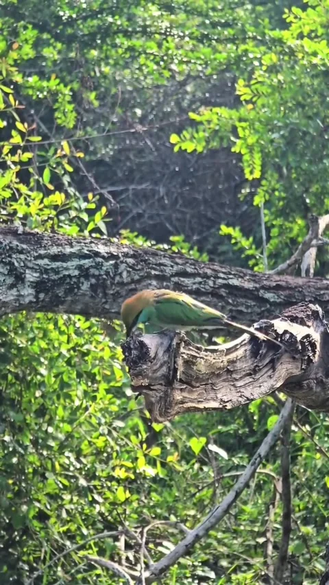 Green beeeater perched on a tree branch in a natural forest habitat Vidéo 334268894