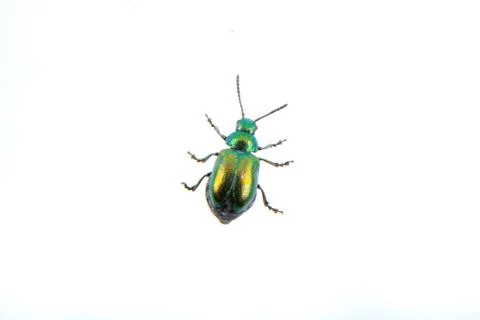 Green beelte on a white background Stock Photos