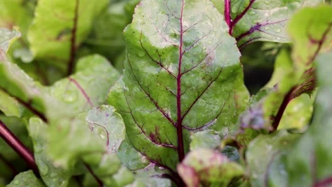 Green beet leaf with veins Stock Footage 342236962