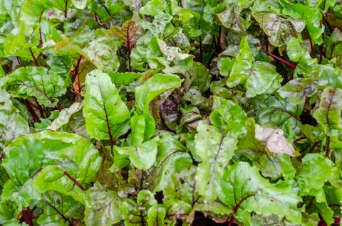 Green beet leaves with red stems. Beets in the garden. Stock Photos