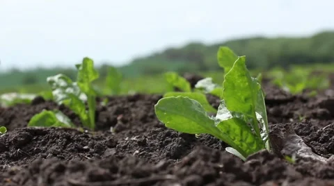 Green beet sprouts - close up Stock Footage 54026545
