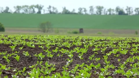 Green beet sprouts on the field Stock Footage 54026647