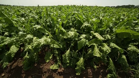 Green beet tops, Stock Footage 82306203