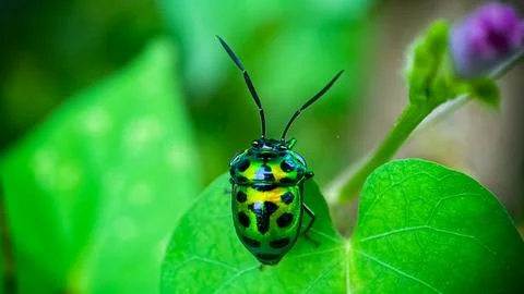 Green beetle with black pattern on back, Unique insects on green leaves Stock Photos