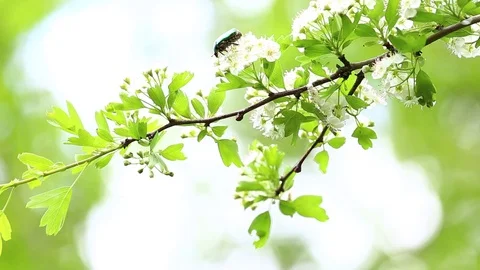 Green beetle on a brunch Stock Footage 74102390