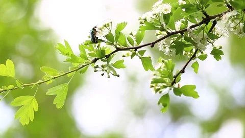 Green beetle on a brunch Stock Footage 74102414