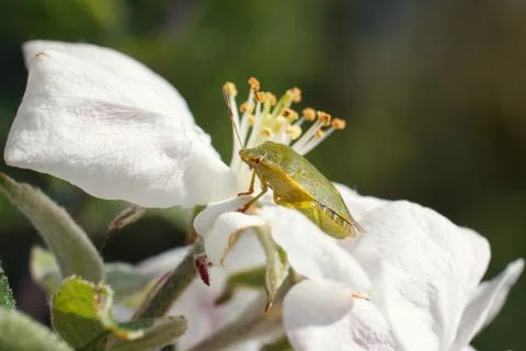 Green beetle on a cherry leaf Stock Photos