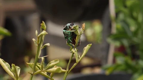 Green beetle climbing 1 Stock Footage