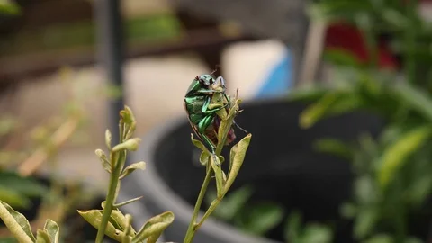 Green Beetle climbing 2 Video stock 79332427