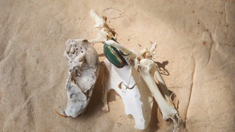 Green beetle climbing over bones Stock Footage 95194915