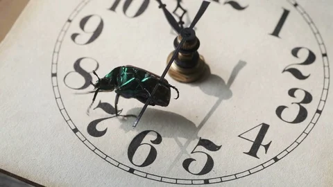 Green beetle on a clock hand Stock Footage 95192531