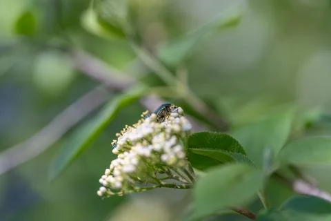 Green beetle on cluster blooms exploring tiny buds and textured leaves, sense Foto stock