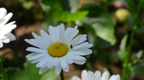 Green beetle collecting pollen on a flowe 動画素材 46430988