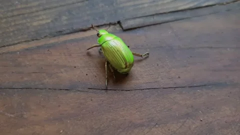 Green beetle crawling on a table. Stock Footage 248558000