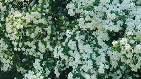 Green Beetle Crawling on White Blossoms Macro Nature Video. Stock Footage 335080870