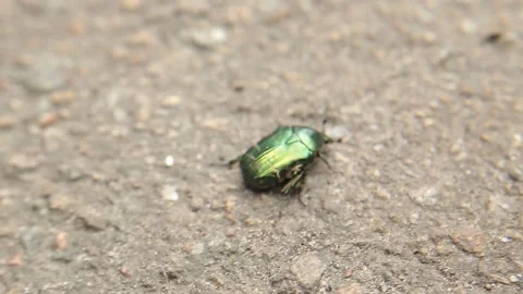 A green beetle crawls across the gray asphalt in the spring. Stock Footage 172357812