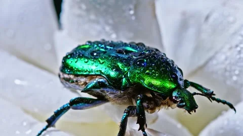 Green beetle on dewy flower. Stock Footage 307263928