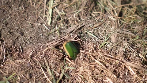 Green beetle digging dirt Video stock 79248383