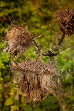 Green beetle on dried thistles. Stock Photos