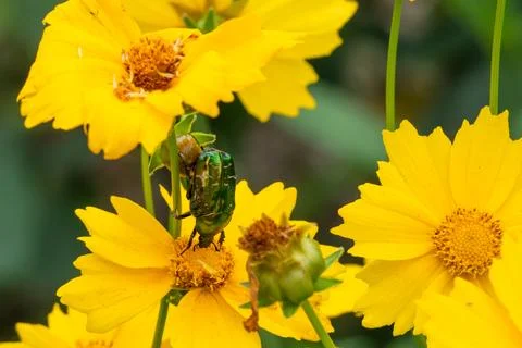 A green beetle eats pollen on a yellow flower close-up. Golden bronzovka be.. Stock Photos